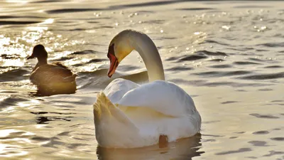 лебеди, Астана, водоем в центральном парке, фото - Новости Zakon.kz от 30.05.2025 17:33