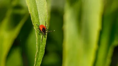 Клещ, клещи, укус клеща, сезон клещей, энцефалит, энцефалитный клещ, клещевой энцефалит , фото - Новости Zakon.kz от 14.04.2026 20:49
