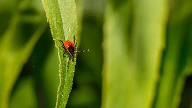 Эксперты просят алматинцев помочь в поиске клещей: что делать и для чего