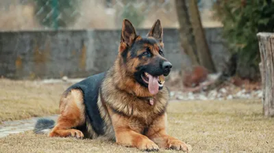 Животные, природа, деревья, фото - Новости Zakon.kz от 30.05.2025 05:07