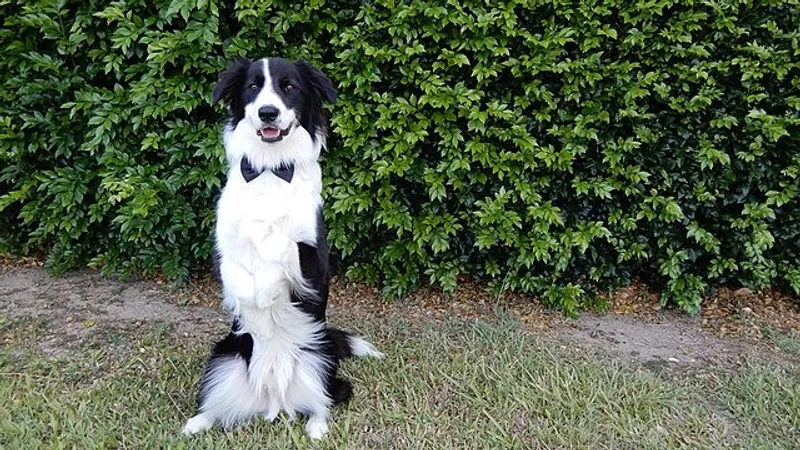 бордер-колли, фото - Новости Zakon.kz от 30.05.2025 11:32