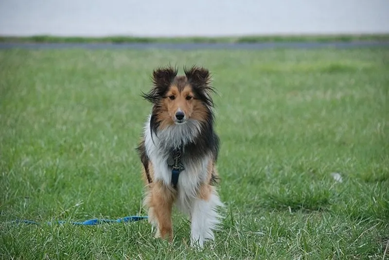 шелти, фото - Новости Zakon.kz от 30.05.2025 11:32