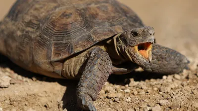 Среднеазиатская черепаха, космос, видео, интересное, Казахстан, фото - Новости Zakon.kz от 30.05.2025 15:50