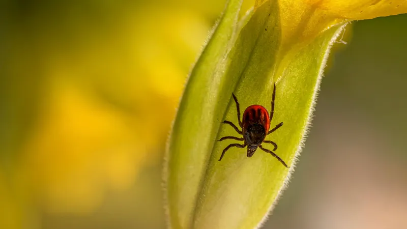 Риск выходного дня: чем опасны укусы клещей и как от них защититься