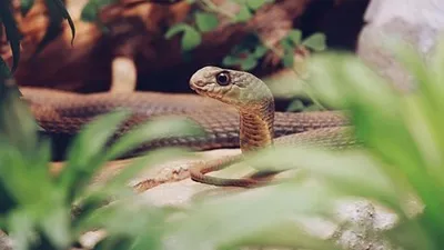 змея заползла в частный дом в Алматинской области, фото - Новости Zakon.kz от 31.05.2025 18:17