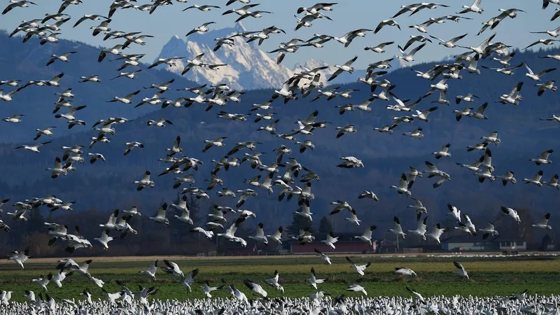 Сип, ласточка, балобан: с какими угрозами сталкиваются птицы в Казахстане