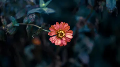 Листья, растение, природа, фото - Новости Zakon.kz от 02.06.2025 08:55