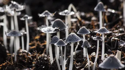 Земля, грибы, лес, фото - Новости Zakon.kz от 03.06.2025 06:40