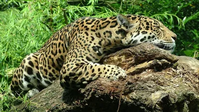 ягуар, зоопарк Алматы, история, лапа, хвост, ограничения, фото - Новости Zakon.kz от 03.06.2025 15:53