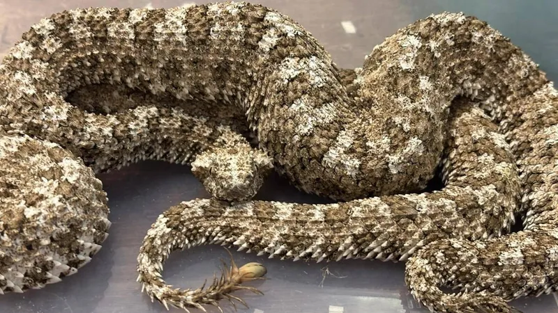 В аэропорт Индии пронесли 50 ядовитых змей