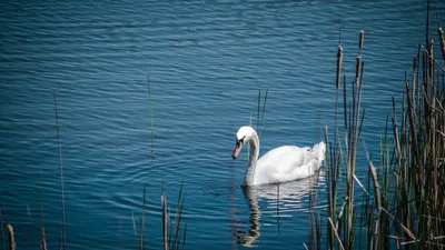10 лет пересыхания, Караколь, пришла вода, Казахстан, фото - Новости Zakon.kz от 03.06.2025 10:09