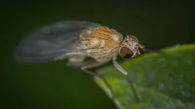 Кокаиновая мушка, фото - Новости Zakon.kz от 03.06.2025 06:07