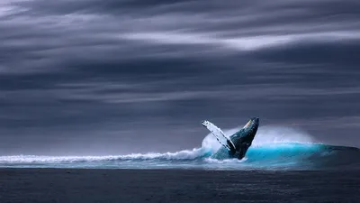 туши китов массово выбрасывает на пляжи в США, фото - Новости Zakon.kz от 03.06.2025 19:38