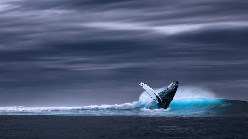 Шесть мертвых китов за неделю обнаружили на пляжах США: власти ищут ответы