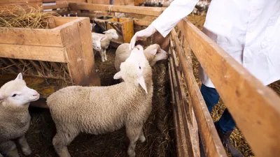 бараны, курбан-айт, 2025, жертвоприношение, фото - Новости Zakon.kz от 05.06.2025 10:13