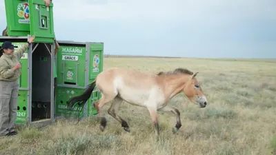 Казахстан, лошадь Пржевальского, новая жизнь, фото - Новости Zakon.kz от 04.06.2025 09:37