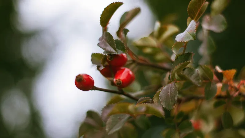 Шиповников день: что можно и нельзя делать 6 июня