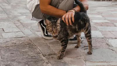 Человек, кошка, город, фото - Новости Zakon.kz от 06.06.2025 07:41