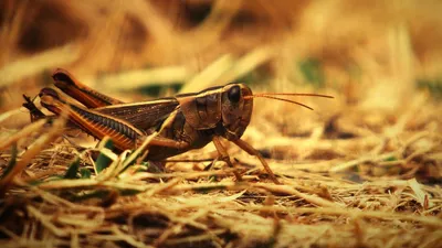 вредители, фото - Новости Zakon.kz от 08.06.2025 10:45