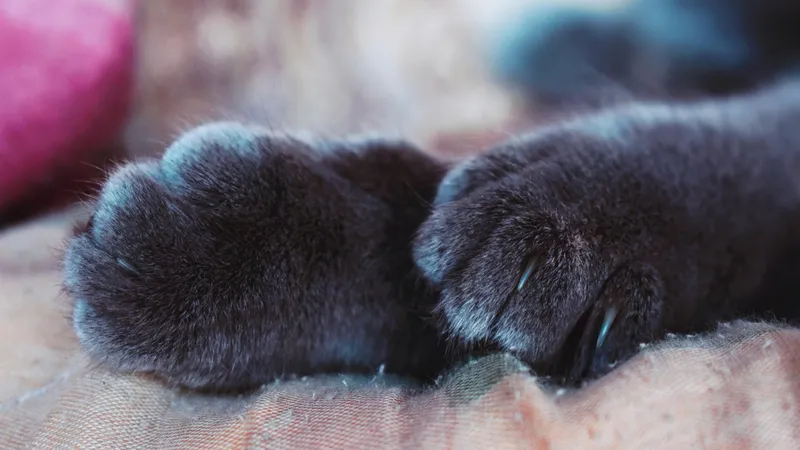 Как без стресса переучить кошку точить когти в нужном месте