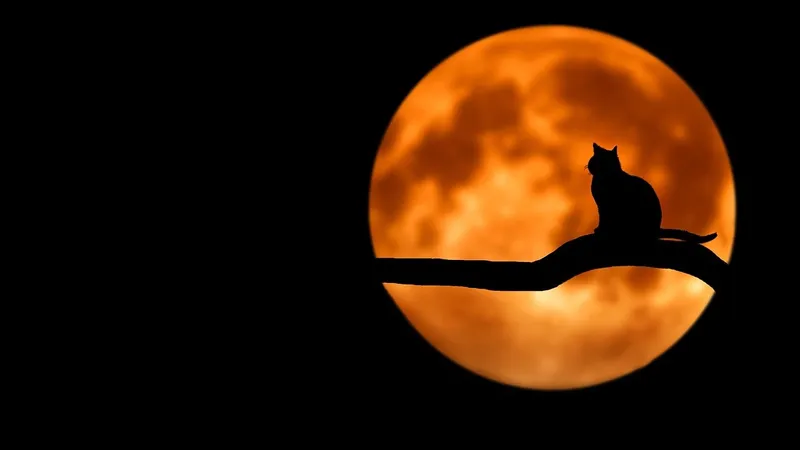 "Клубничная луна" озарила небо: соцсети заполнили кадры редкого полнолуния