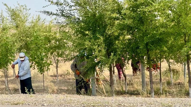 Активизировались работы по озеленению Туркестана