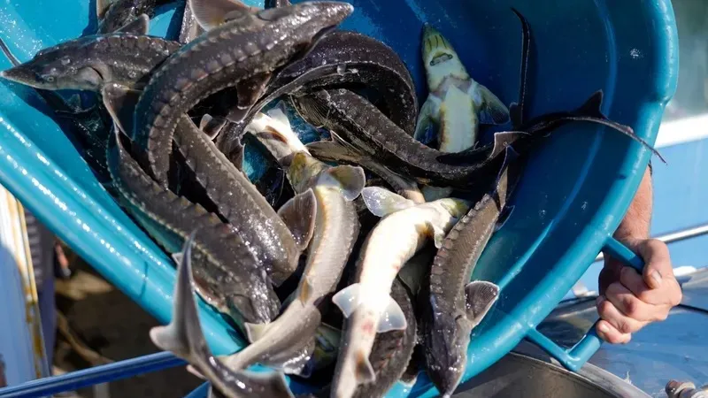 Solidcore Resources провела зарыбление Иртыша сибирским осетром