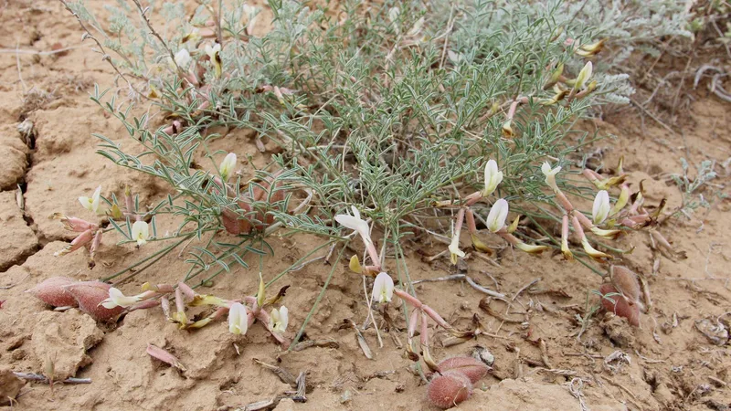 На границе Казахстана и России нашли "траву бессмертия"
