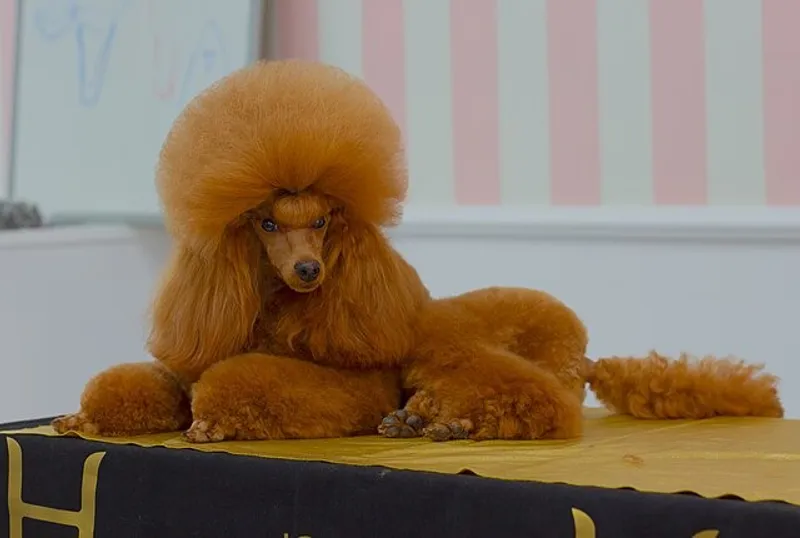 Простят вам все ошибки: самые дружелюбные породы собак