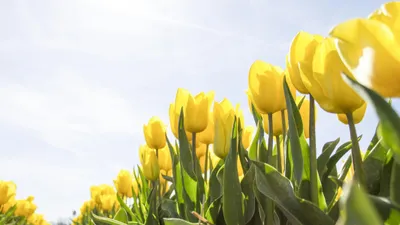 желтые тюльпаны в поле, фото - Новости Zakon.kz от 12.06.2025 13:13