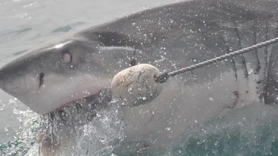 Существо, исследования, обитание, фото - Новости Zakon.kz от 12.06.2025 07:54