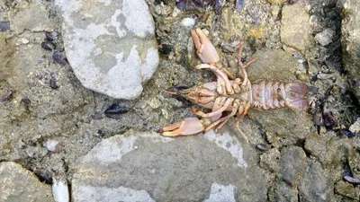 Раки продолжают массово гибнуть в Актау, фото - Новости Zakon.kz от 14.06.2025 16:51
