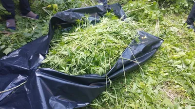 Сельчанин выращивал коноплю в огороде в Акмолинской области , фото - Новости Zakon.kz от 15.06.2025 09:06