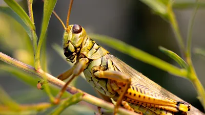 Саранча , фото - Новости Zakon.kz от 14.06.2025 11:29