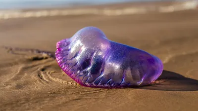 португальский кораблик, пляж, фото - Новости Zakon.kz от 15.06.2025 15:31
