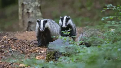 Серия милых кадров из фотоловушек о жизни барсуков в горах Алматинского заповедника, фото - Новости Zakon.kz от 16.06.2025 21:20
