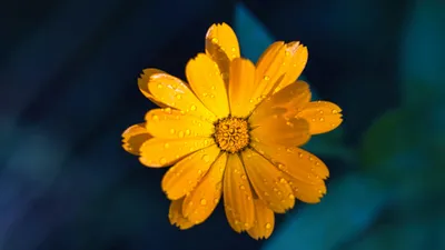 погода, Алматы, Астана, Шымкент, казгидромет, зной, фото - Новости Zakon.kz от 17.06.2025 15:14