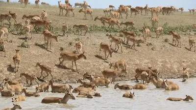 фермеры Карагандинской области рискуют остаться без урожая, фото - Новости Zakon.kz от 17.06.2025 07:22