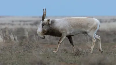 Сайгак, сайгаки, сайга, фото - Новости Zakon.kz от 23.09.2025 12:59