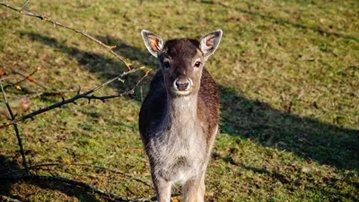 дикий олененок, фото - Новости Zakon.kz от 19.06.2025 15:16