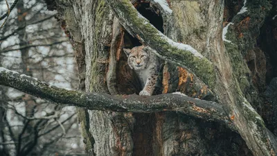 рысь, Павлодарская область, детеныш, уникальное видео, заповедник, фото - Новости Zakon.kz от 19.06.2025 16:50