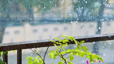 Дожди накроют Астану и Алматы 20-22 июня, фото - Новости Zakon.kz от 19.06.2025 14:56