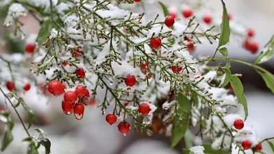 снег на ветке, фото - Новости Zakon.kz от 19.06.2025 14:27