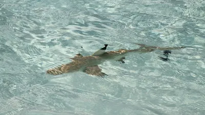 Существо, исследования, обитание, фото - Новости Zakon.kz от 23.06.2025 02:36