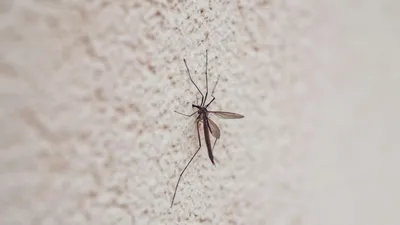 Насекомое, стена, природа, фото - Новости Zakon.kz от 23.06.2025 02:20