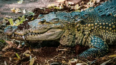 крокодил, Каспий, фейк, опровержение, Африка, фото - Новости Zakon.kz от 23.06.2025 15:20