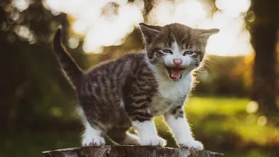 Котенка нашли среди пластиковых пакетов, фото - Новости Zakon.kz от 24.06.2025 05:25