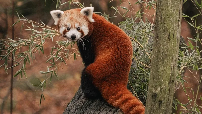 Китайскому отелю запретили использовать животных в качестве будильника