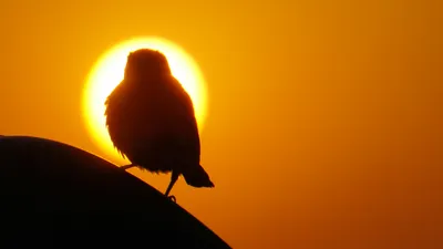 Очень сильная жара накроет два региона Казахстана 25 июня, фото - Новости Zakon.kz от 24.06.2025 17:37