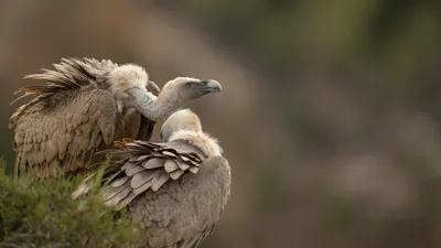 грифы, мифы, вестник смерти, зоопарк Алматы, фото - Новости Zakon.kz от 25.06.2025 13:46